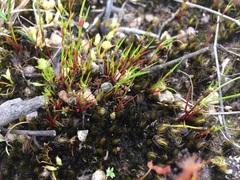 Centrolepis aristata