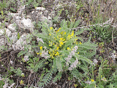 Astragalus buchtormensis