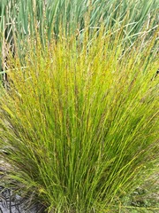 Baloskion tetraphyllum