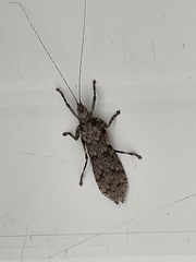 Cymatomera denticollis