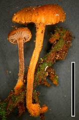 Xeromphalina podocarpi