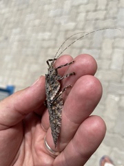 Cymatomera denticollis