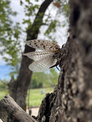Cymatomera denticollis