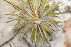 Stylidium spinulosum