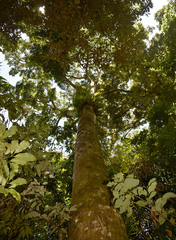 Flindersia brayleyana