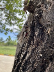 Cymatomera denticollis