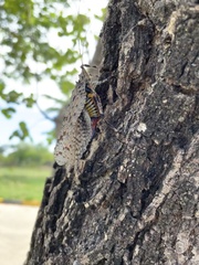 Cymatomera denticollis