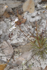 Stylidium spinulosum