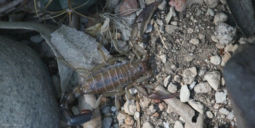 Vaejovidae