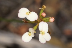 Stylidium junceum