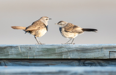 Cercotrichas coryphoeus cinerea