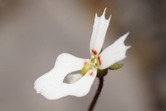 Stylidium androsaceum