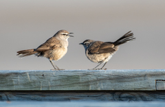 Cercotrichas coryphoeus cinerea