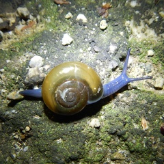 Zonitoidea