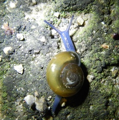 Zonitoidea