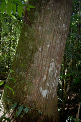 Flindersia brayleyana