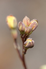 Stylidium luteum