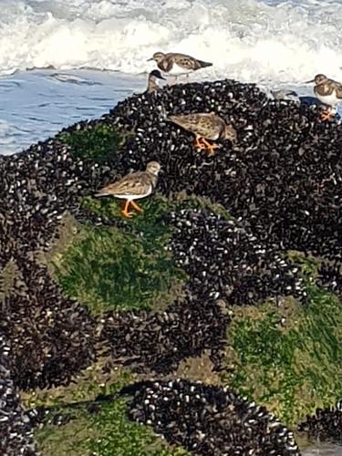 photo of Ruddy Turnstone (Arenaria interpres)