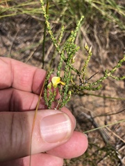 Aspalathus microphylla