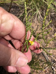 Aspalathus microphylla