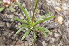 Stylidium luteum