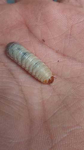 Protaetia aurichalcea photo 3