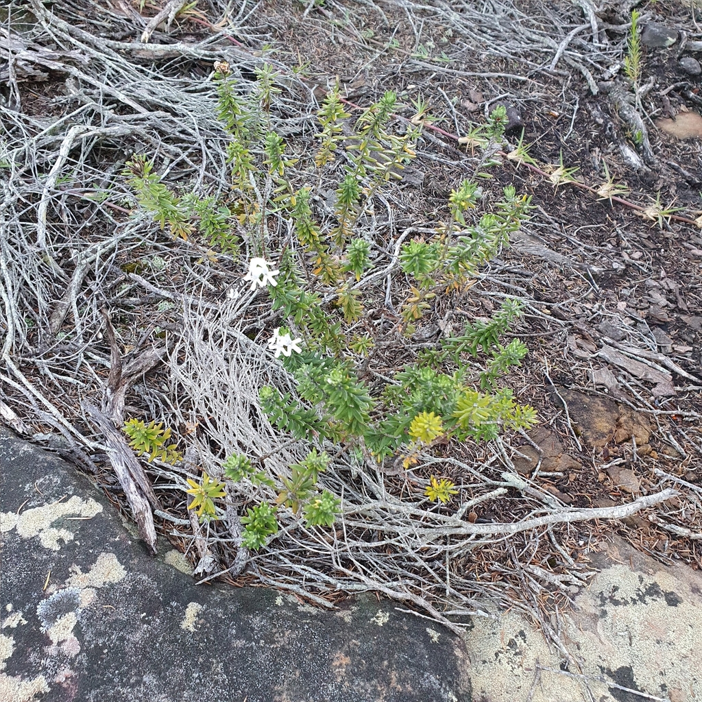 Westringia fruticosa, Malabar NSW 2036, Australia