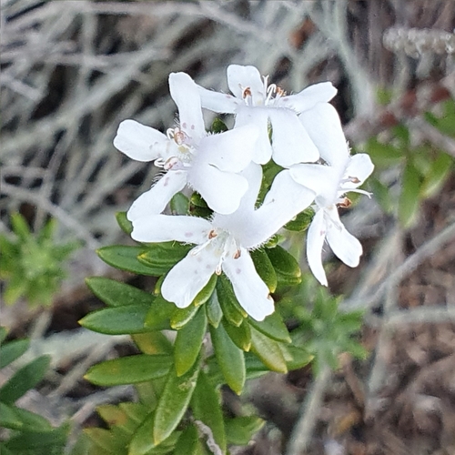 Westringia fruticosa