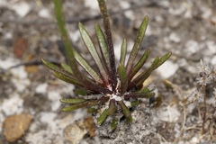 Stylidium junceum