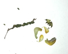 Aspalathus microphylla