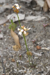 Stylidium junceum