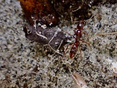 Austroponera castaneicolor