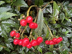 Ardisia crispa