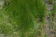 Eleocharis compressa