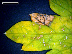 Septoria petroselini