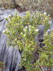 Pimelea longifolia
