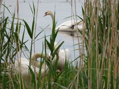 Cygnus olor