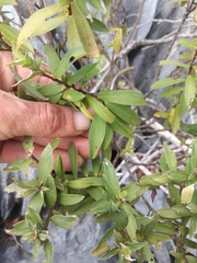 Pimelea longifolia