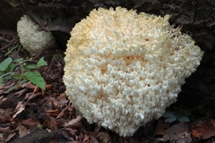Hericium clathroides