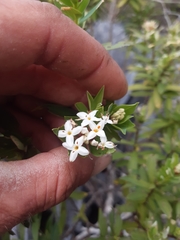 Pimelea longifolia