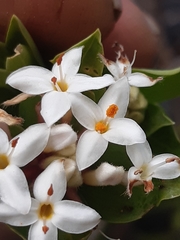 Pimelea longifolia