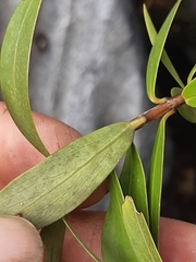 Pimelea longifolia