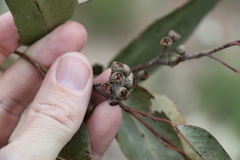 Eucalyptus acmenoides