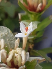 Pimelea longifolia