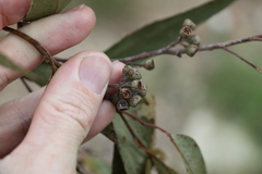 Eucalyptus acmenoides