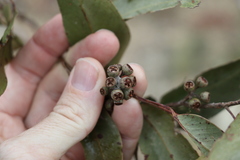 Eucalyptus acmenoides