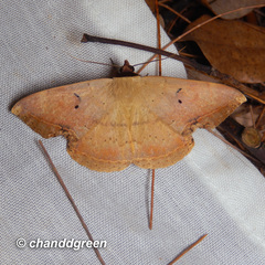 Hypopyra contractipennis