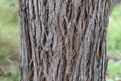 Eucalyptus acmenoides