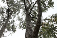 Eucalyptus acmenoides
