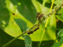 Cletomorpha benita